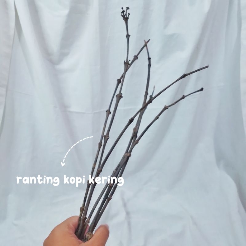 Jual BUNGA KERING/ DRIED FLOWER/ BUNGA HIAS/ BUNGA KERING ALAMI ...