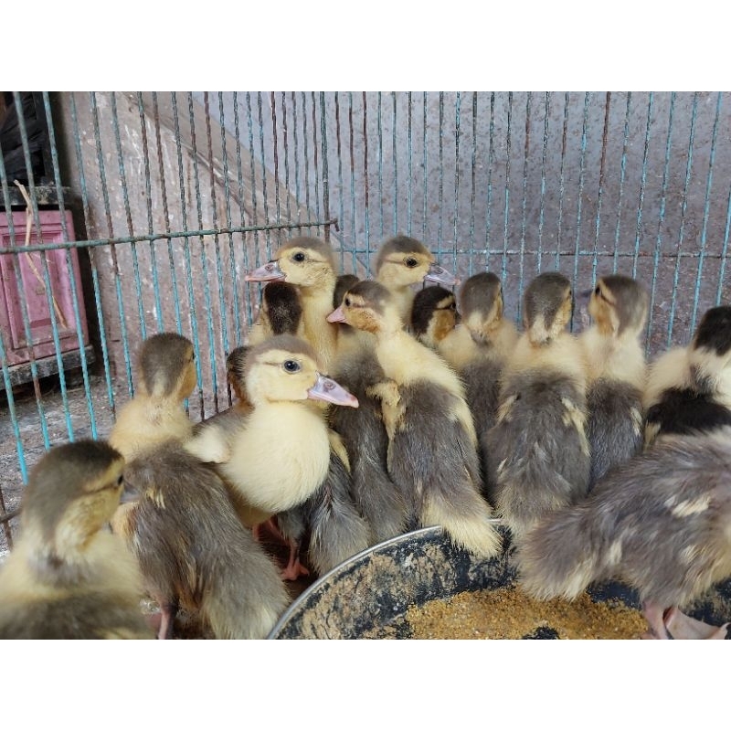 Jual anakan entok rambon usia 1 minggu | Shopee Indonesia