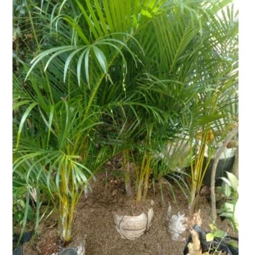 Jual tanaman palm kuning rumpun tinggi 1,3 meter | Shopee Indonesia