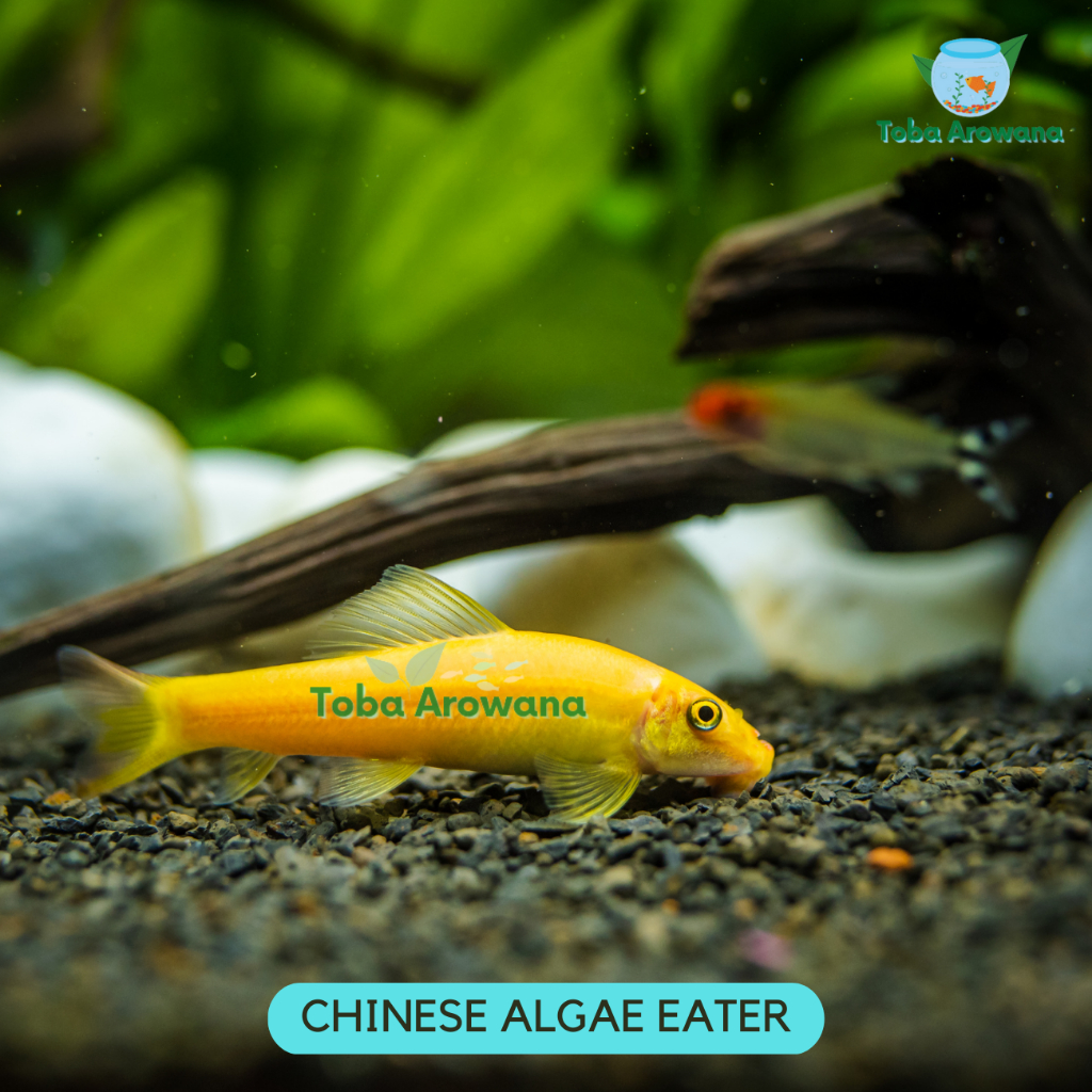 Jual Chinese Algae Eater CAE Pemakan Lumut Kaca Aquarium SapuKaca ...