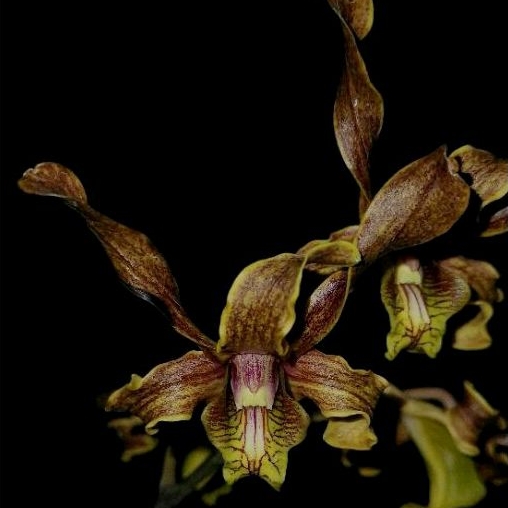 Jual Anggrek Dendrobium Batang Hitam Remaja Dendrobium Balaputradewa