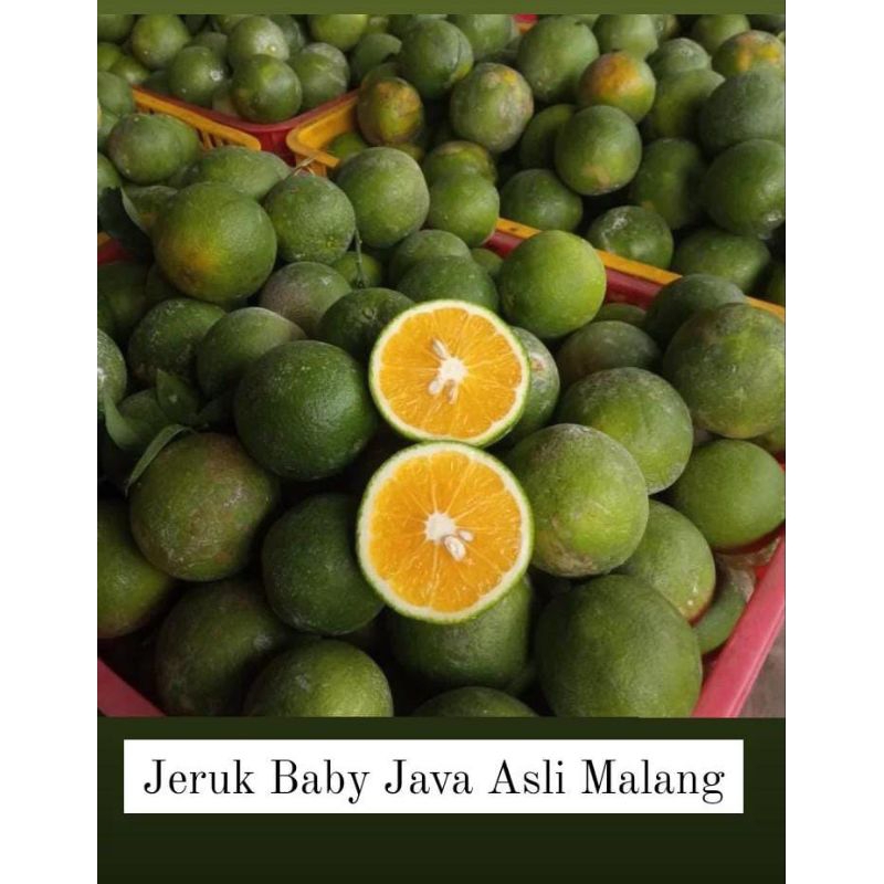 Jual Jeruk Baby Java 1 kg | Shopee Indonesia