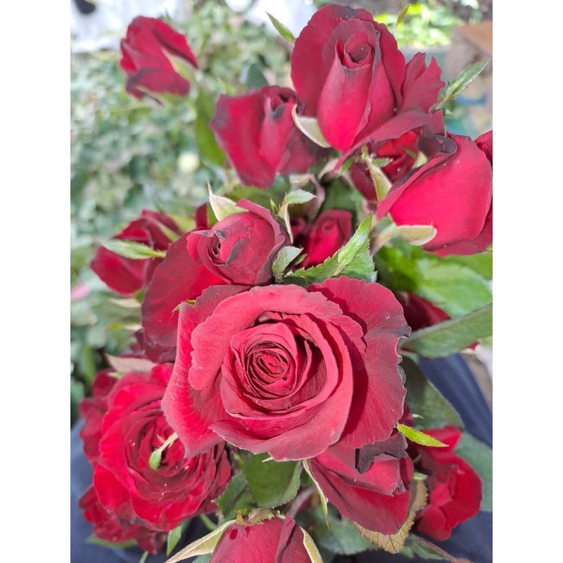 Jual Grade B Bunga Mawar Potong Segar Warna Merah Sexy Red Rose ...