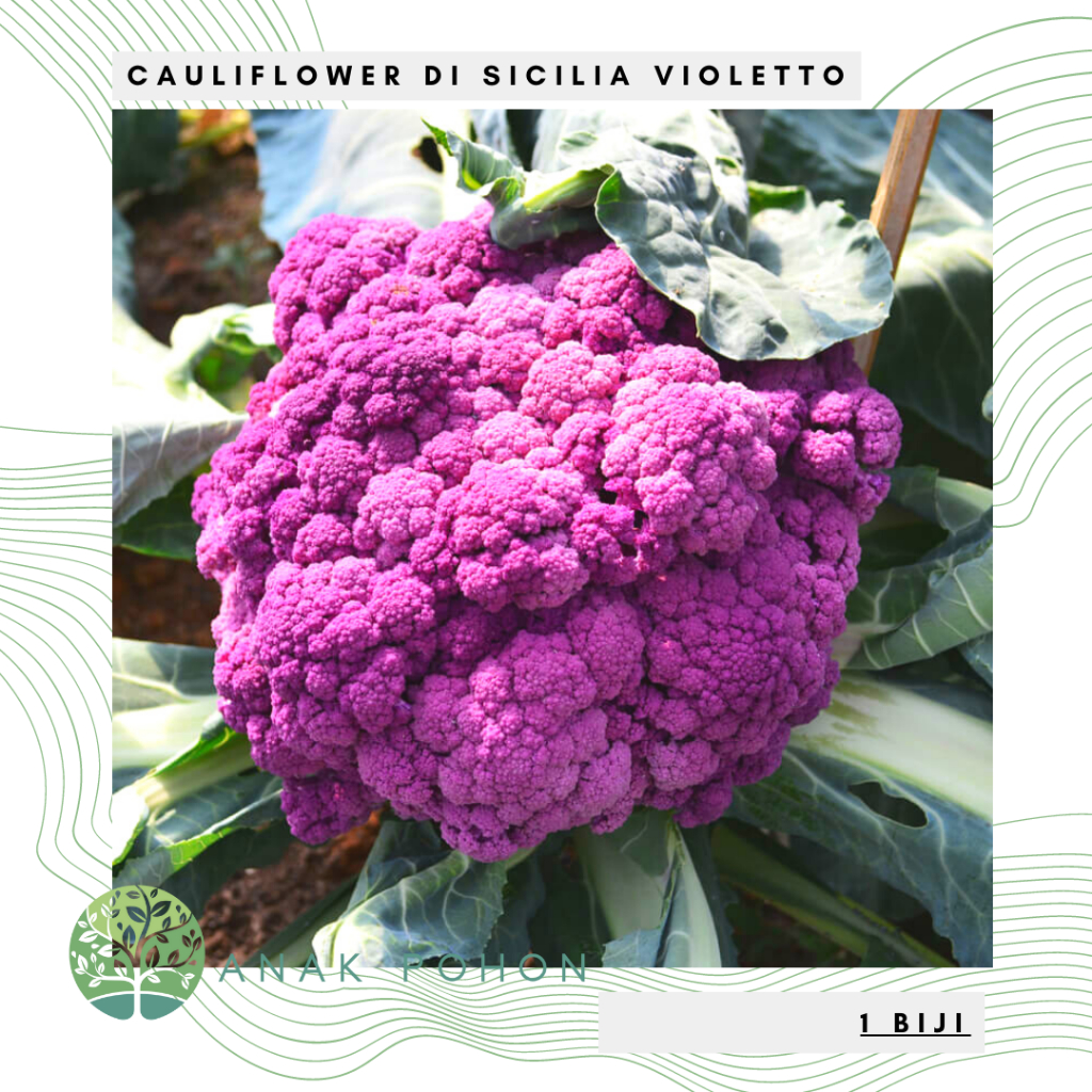 Jual Benih Bibit Biji - Cauliflower Di Sicilia Violetto Bunga Kembang ...