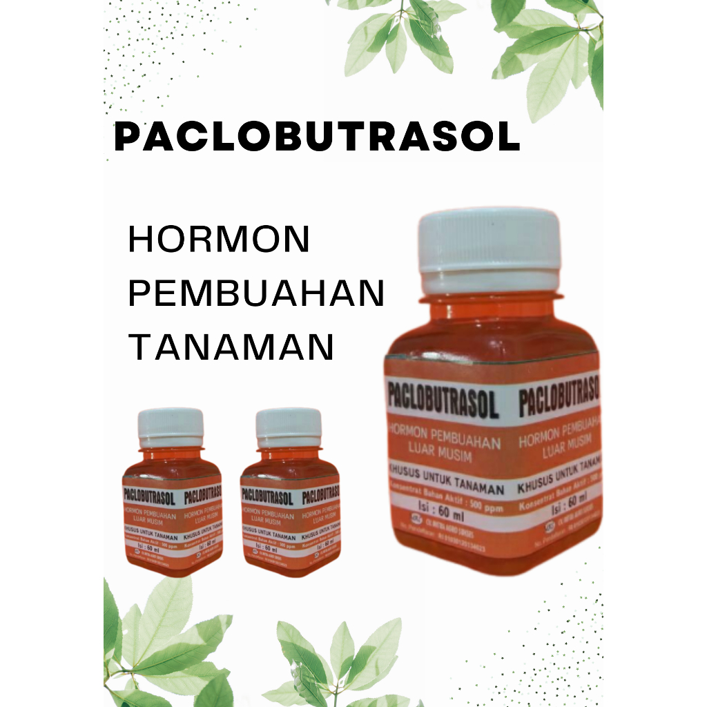 Jual Paclobutrazol PAKLOBUTRAZOL MURNI Hormon Paclo Paklo pembesar buah ...