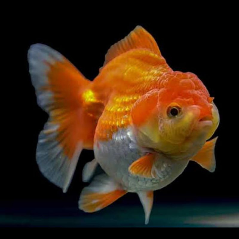 Jual hiasan aquarium maskoki | Shopee Indonesia
