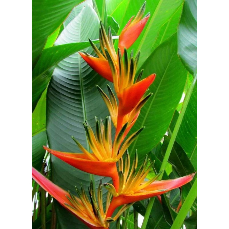 Jual Tanaman Hias Heliconia Thai Heloconia Cendrawasih Shopee