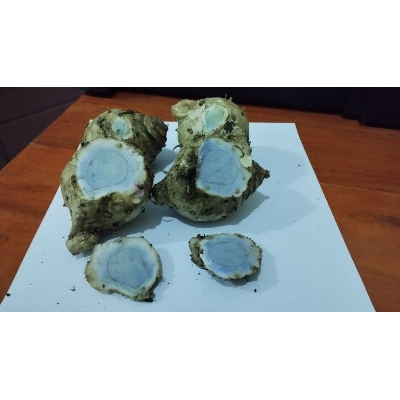 Jual Biang kunyit Hitam temu hitam segar 1 kg | Shopee Indonesia