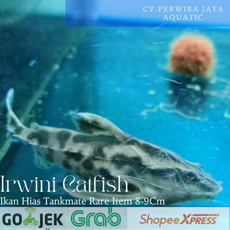 Jual Tankmate Pembersih Irwini Catfish Uranoscopus Hiasan Aquarium dan
