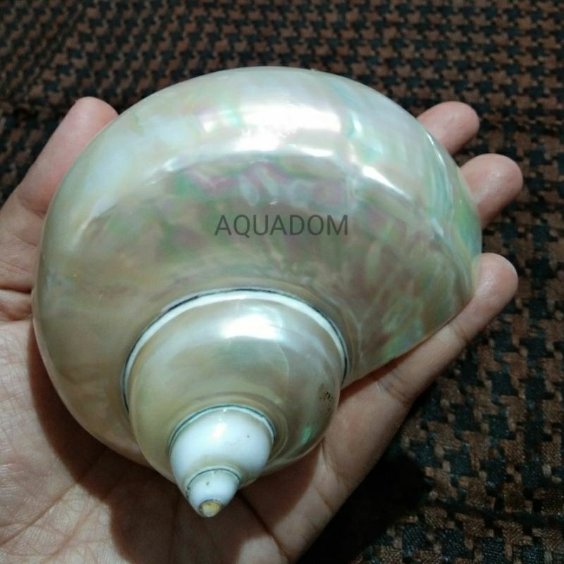 Jual PEARLIZED IMPERIAL TURBAN JUMBO CANGKANG KERANG KOLEKSI CANGKANG ...