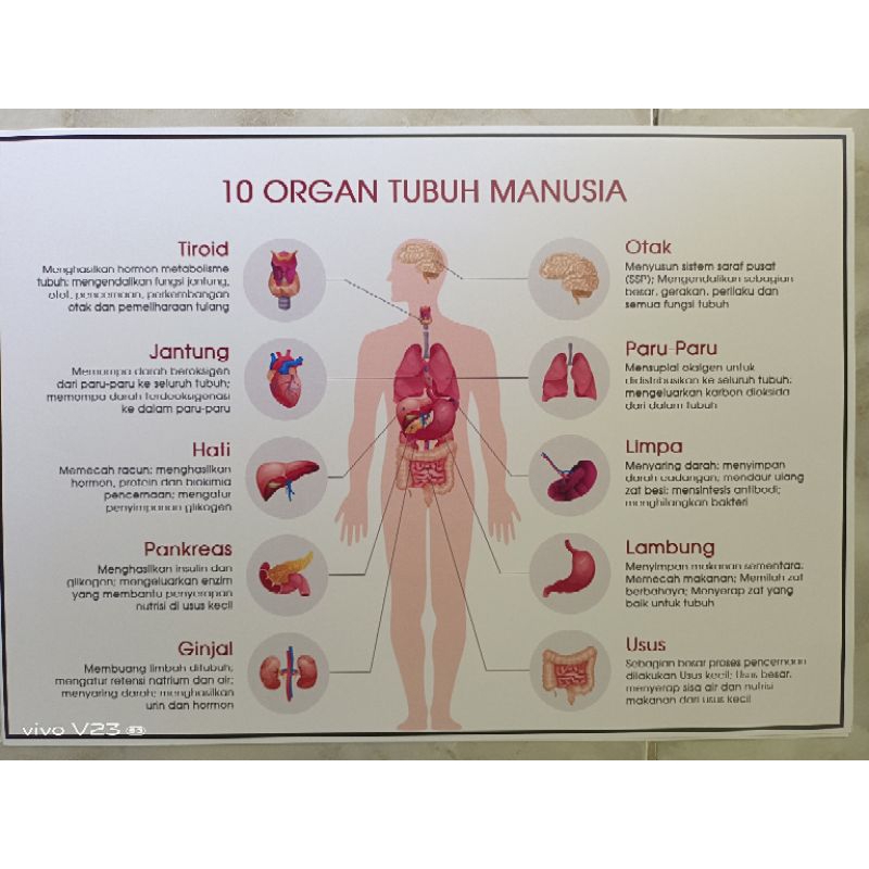 Jual (254) POSTER 10 ORGAN TUBUH MANUSIA | Shopee Indonesia