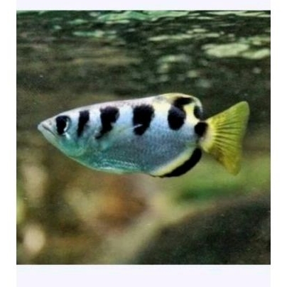 Jual Archer Fish/ikan Sumpit Jumbo size 3 jarian Air Tawar | Shopee ...