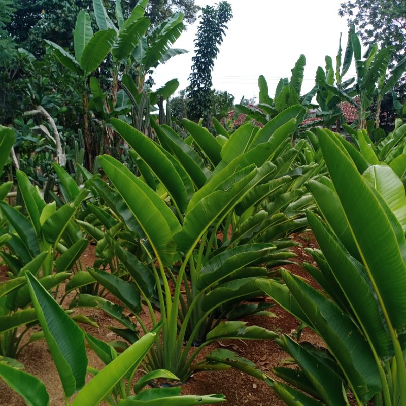 Jual Pohon Pisang Kipas Tinggi Meter Tanaman Hias Pisang Kipas