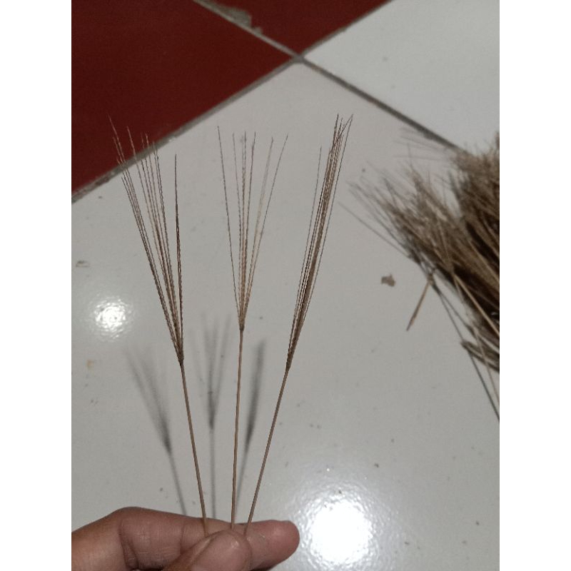Jual bunga rumput kering bahan kilikan jangkrik dan kerajinan umum 1 ...