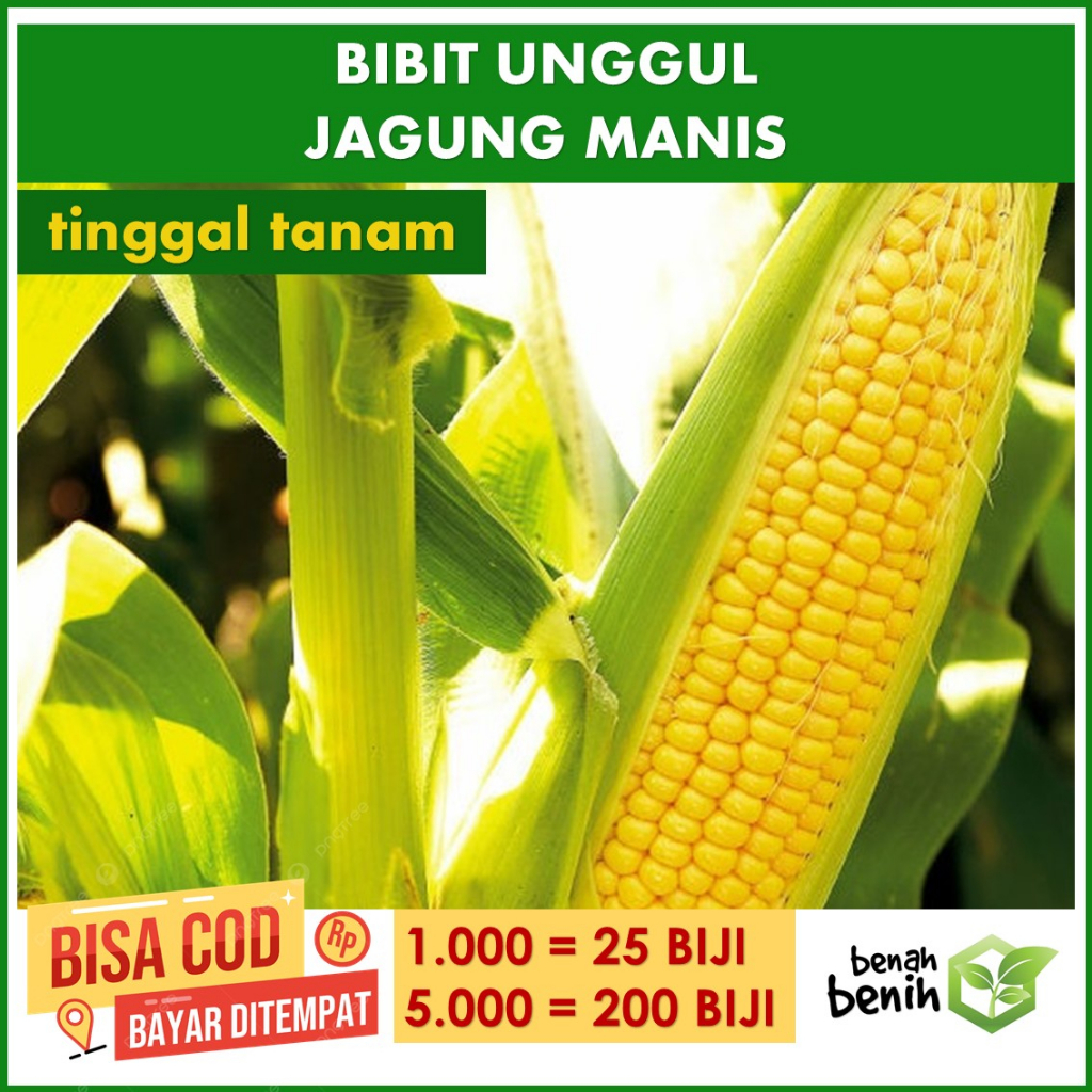 Jual Bibit Unggul Jagung Varietas Jagung Manis Terbaik Harga Murah