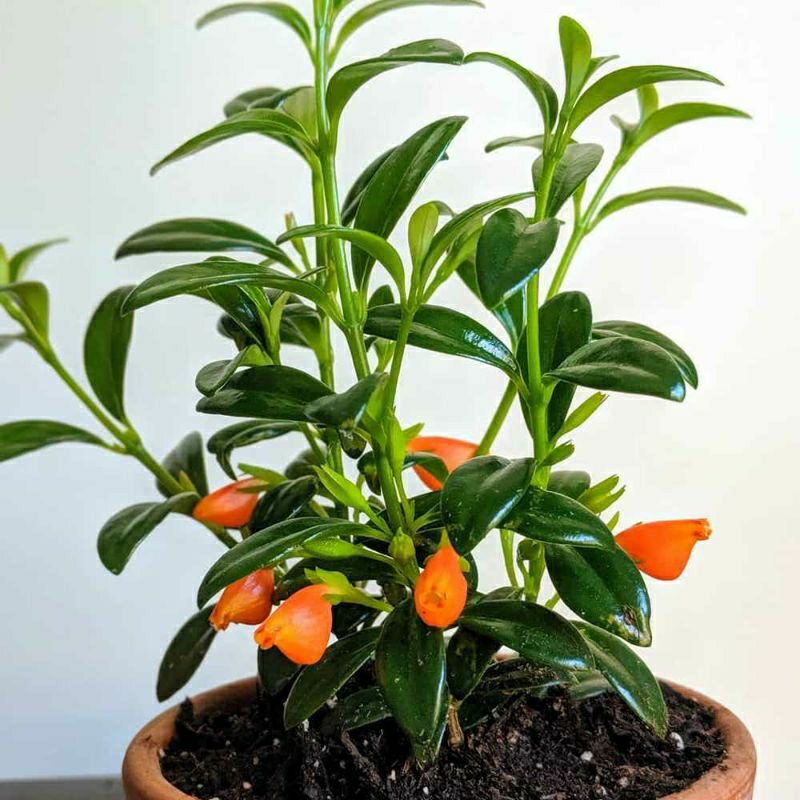 Tanaman bunga ikan mas (Nematanthus gregarius)lipstik orange tanaman gantung