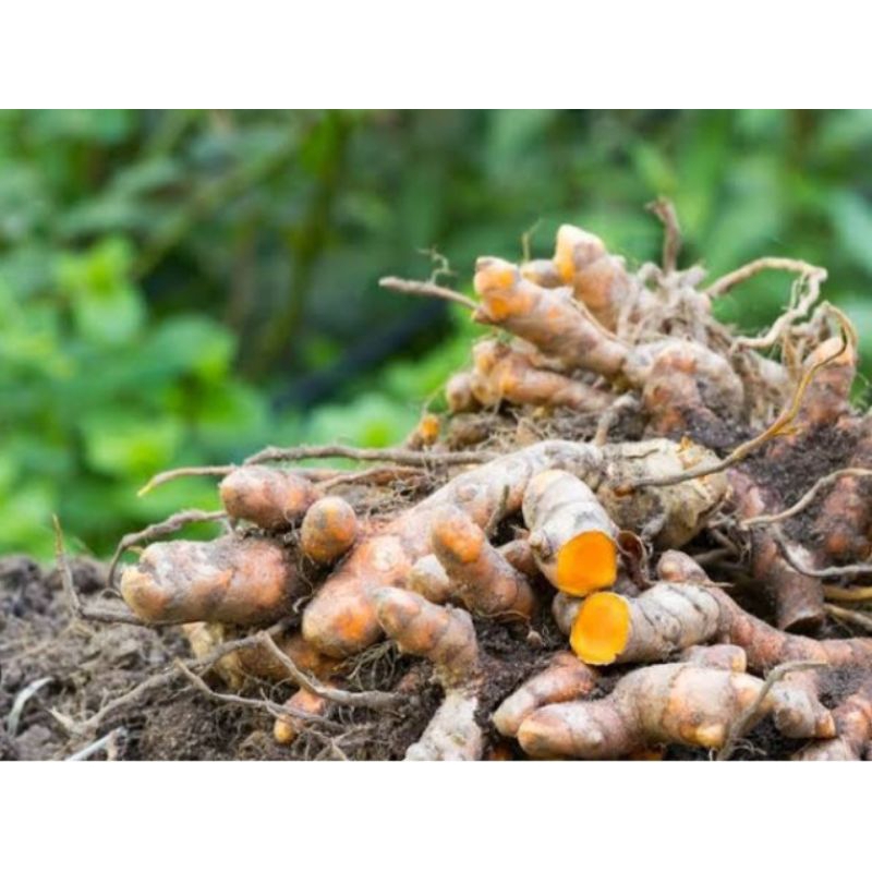 Jual kunyit kunir 1 kg fresh rempah rimpang herbal jamu segar original ...