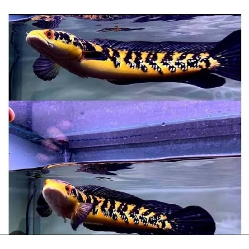 Jual channa yellow sentarum/ ys maru 14 16 cm bahan batik | Shopee ...