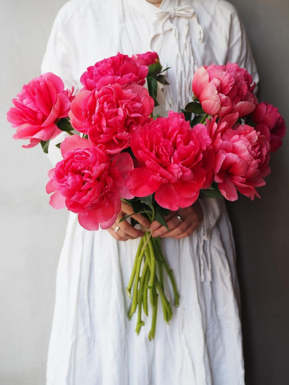 Jual 30 Benih Biji Bunga Mawar Peony Import Raspberry Rose dekorasi ...