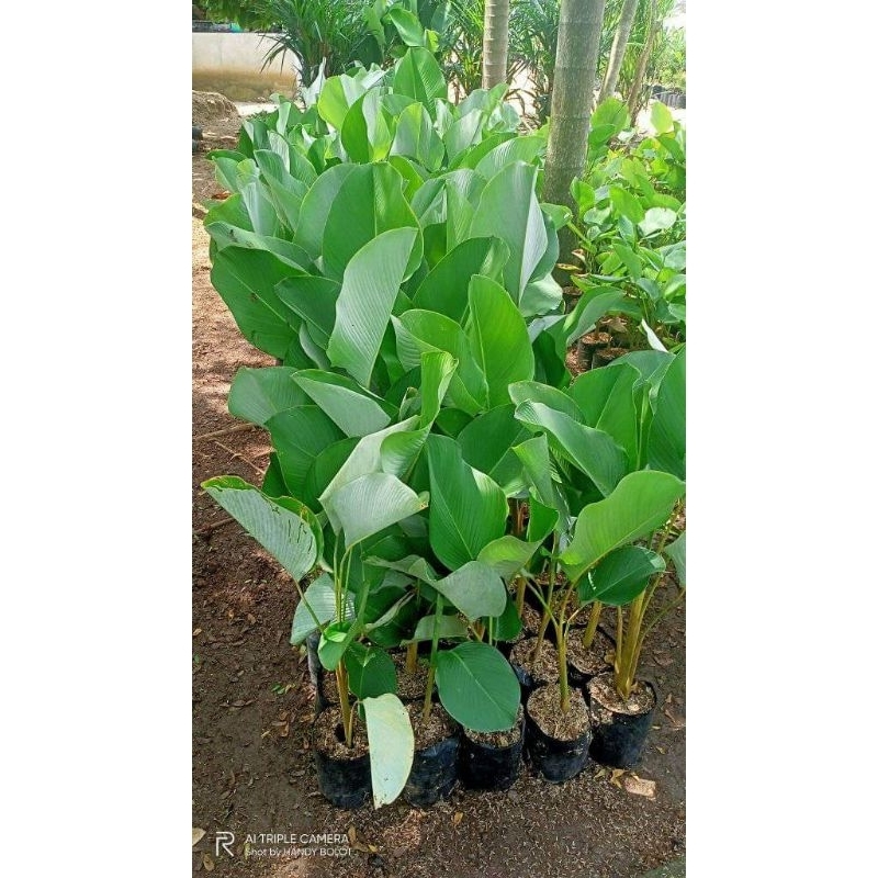 Jual Tanaman Hias Pisang Calathea Lutea Shopee Indonesia