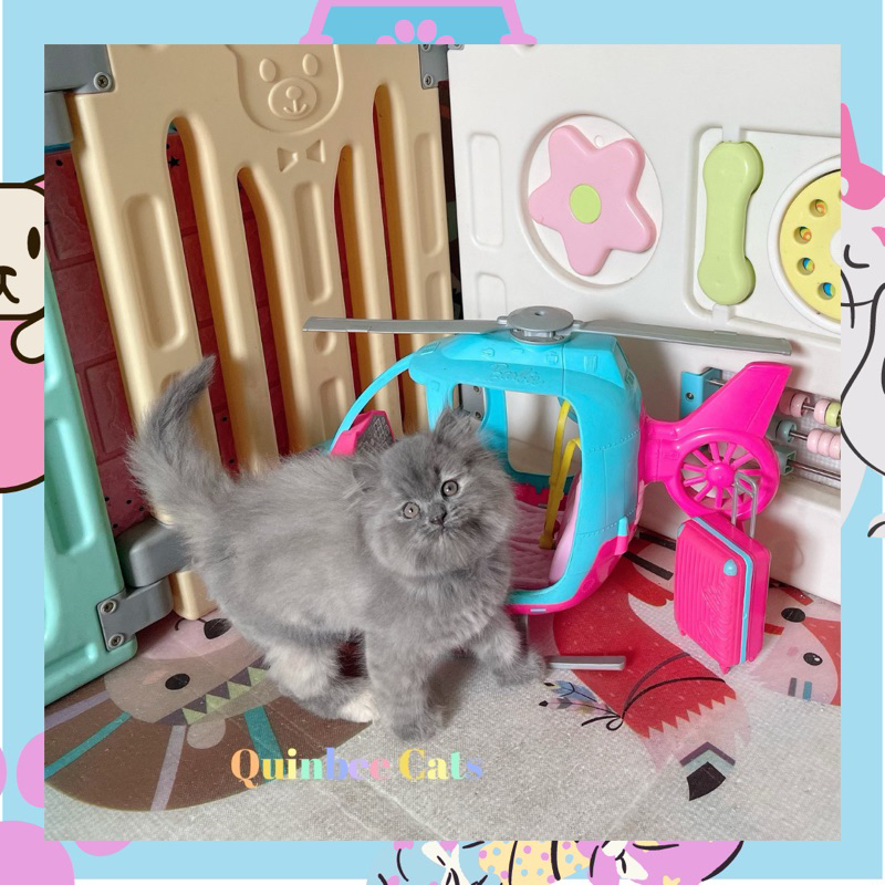 Jual Kucing Persia Flatnose Betina Blue Smoke / Abu Smoke Shopee