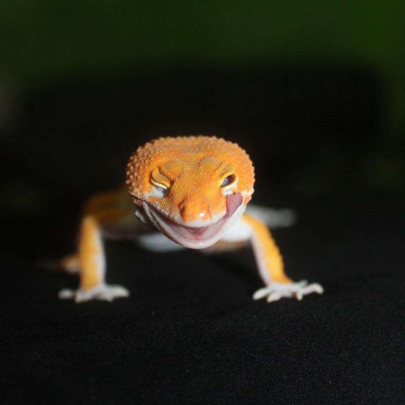Jual GECKO LEOPARD (SESUAI FOTO/RANDOM PREMIUM) FREE KALSIUM & KONSUL ...