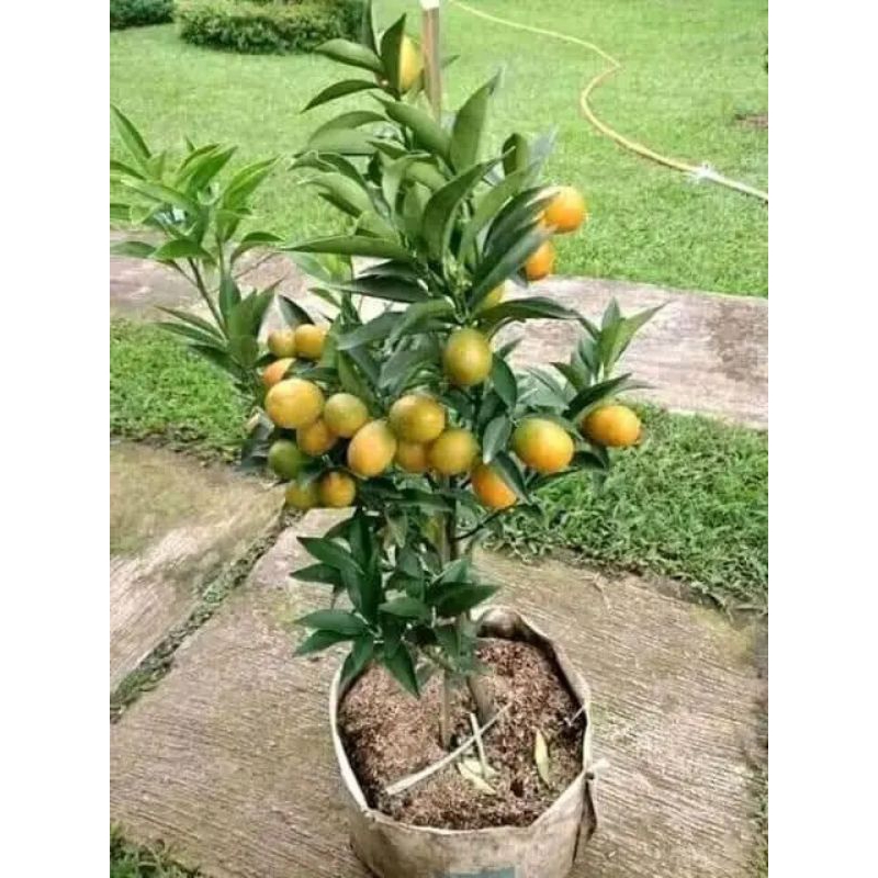 Jual Bibit Jeruk Nagami Sudah Berbuah Berbunga Shopee Indonesia