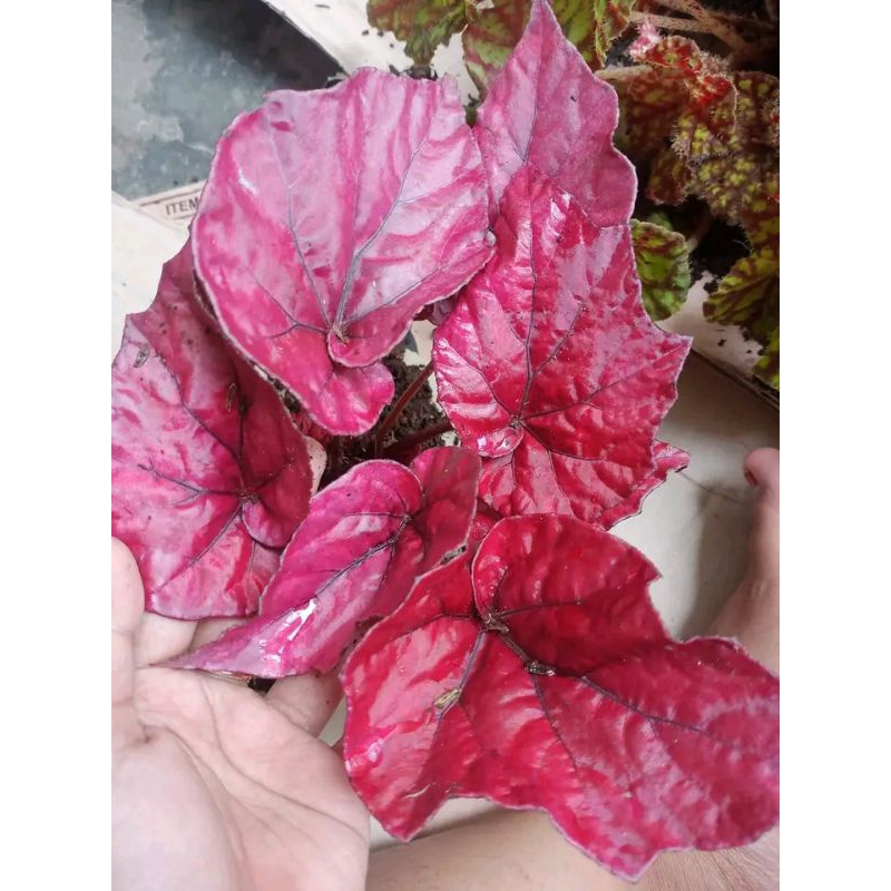 Jual begonia super red | Shopee Indonesia
