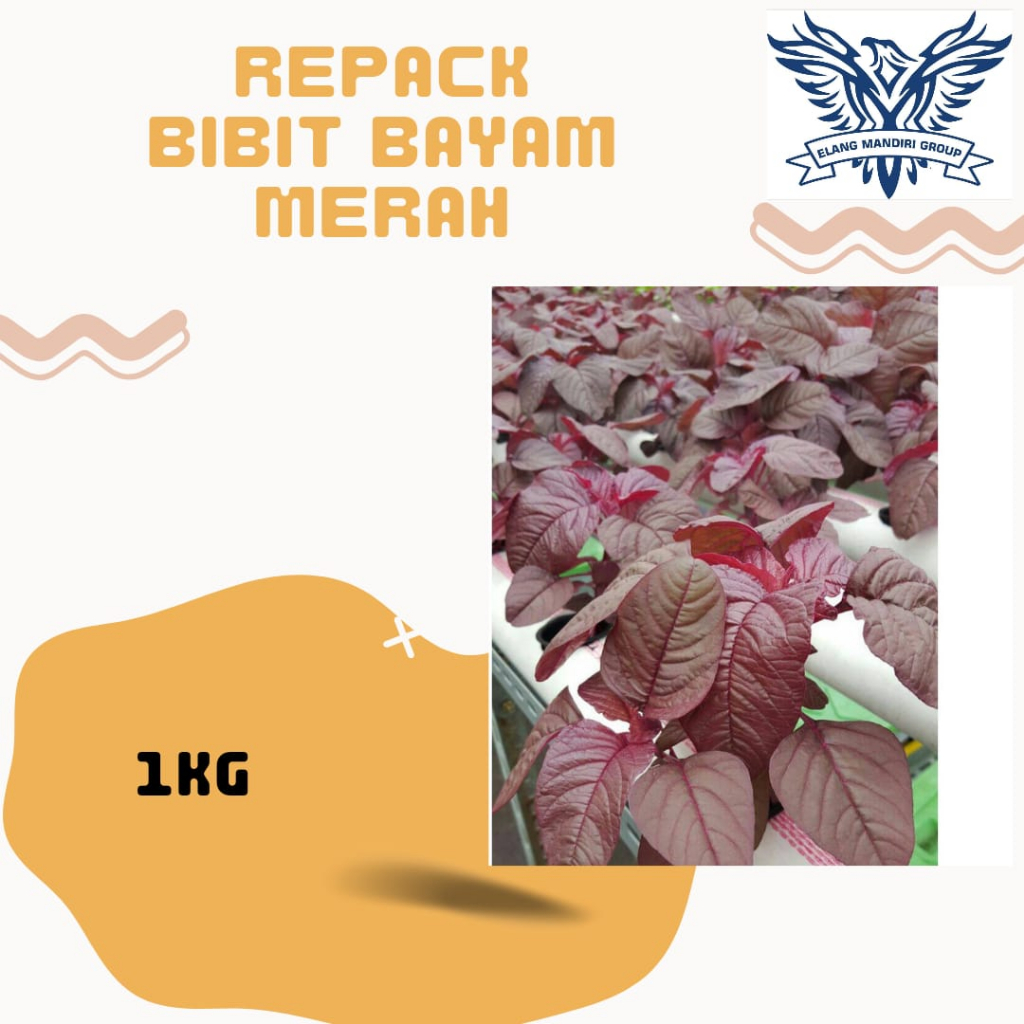 Jual Repack Benih Bayam Merah Kg Bibit Sayuran Berkualitas Unggul Shopee Indonesia