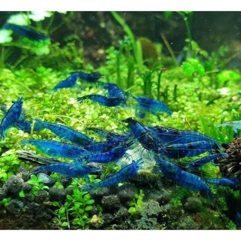 Jual Paket Blue Velvet Shrimp Ekor Udang Hias Blue Dream Udang Hias