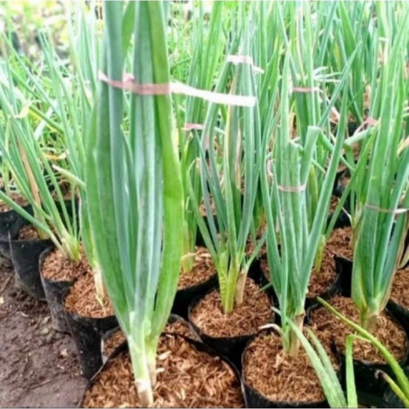 tanaman daun bawang tanaman daun sayuran
