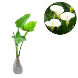 Jual Tanaman Hias Bunga Cala Lily - Tanaman Hias Hidup Berakar dan Siap ...