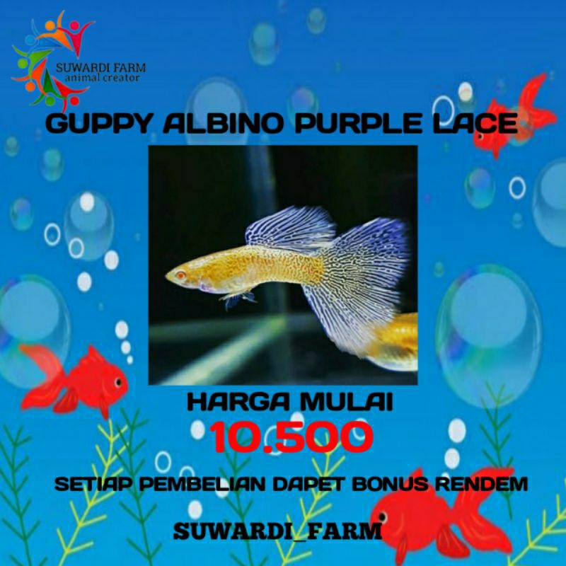 Jual Aksesoris Akwarium (Guppy Albino purple lace) Shopee Indonesia