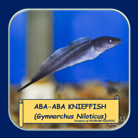 Jual IKAN HIAS AIR TAWAR - ABA ABA KNIEFFISH / GYMNARCHUS NILOTICUS