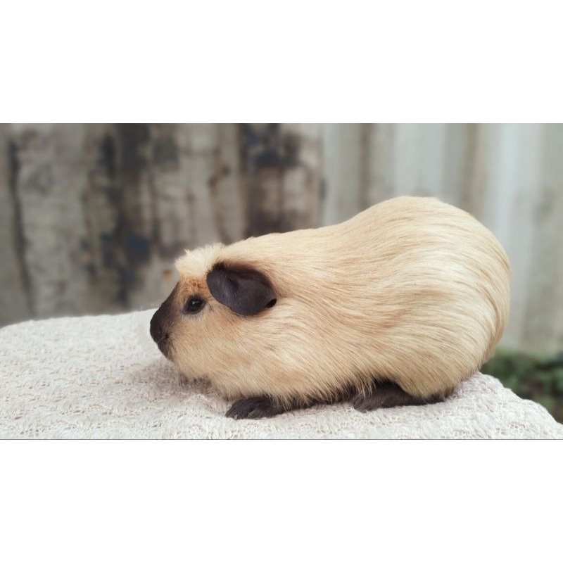 Tikus Belanda Harga Guinea Pig Jual MARMUT GUINEA PIG CREAM Shopee