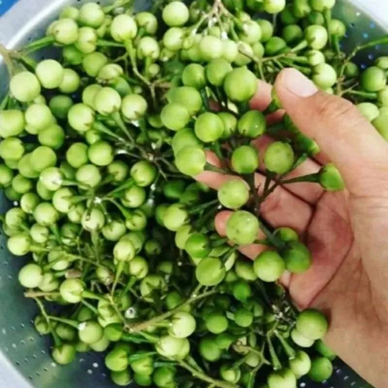 Jual Buah Pokakcepokaktakokak 500gr Shopee Indonesia 