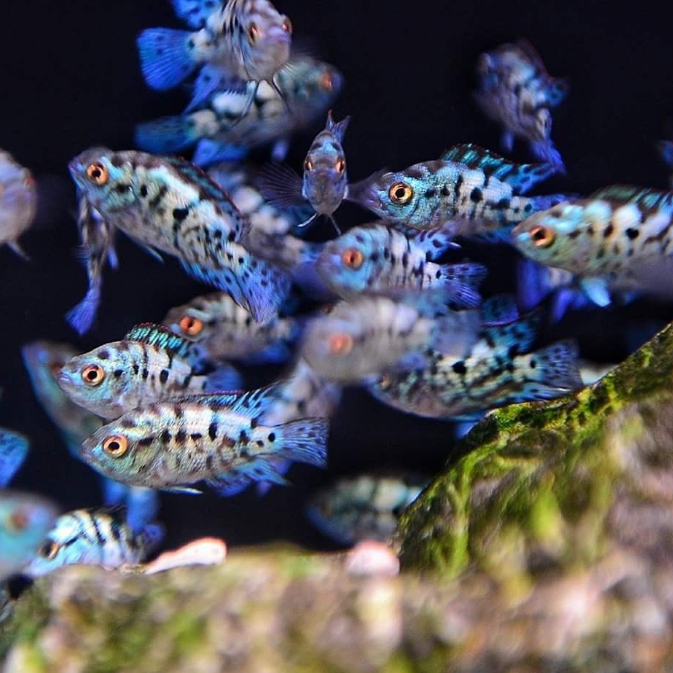 Jual Electric Blue Jack Dempsey Cichlid / EBJD Cichlid / Air Tawar ...