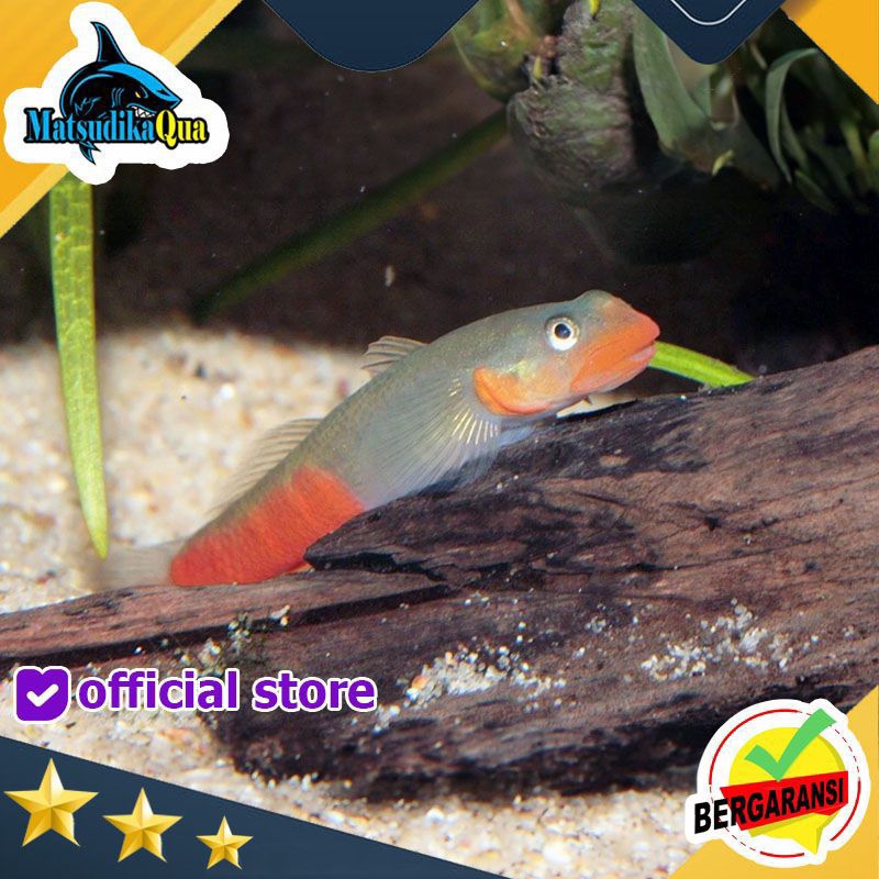 Jual Ikan Hias Goby Gobi Red Lips Aquarium Aquascape Paludarium