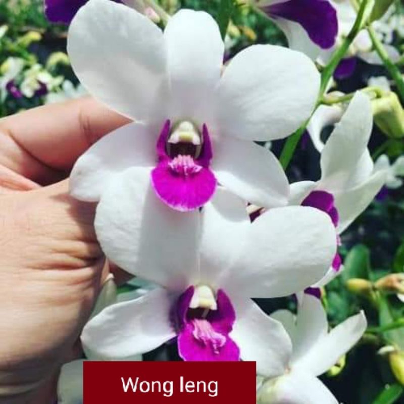Jual den,wong Leng wangj | Shopee Indonesia