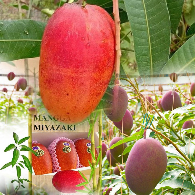 Jual Paket Bibit Mangga Miyazaki Stek Okulasi Shopee Indonesia