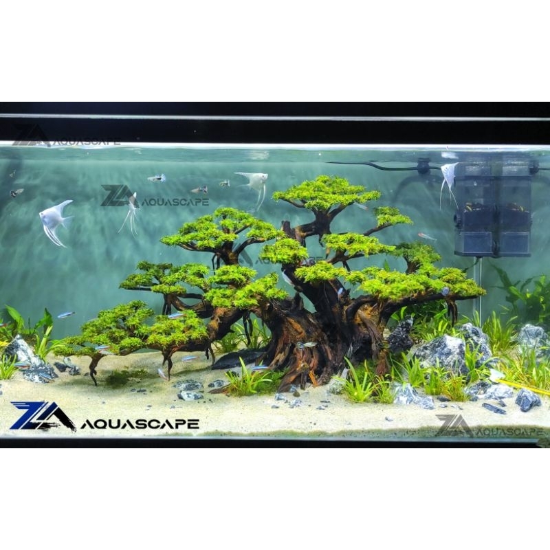 Jual BONSAI AQUASCAPE HIASAN AKSESORIS AQUARIUM AQUASCAPE Shopee