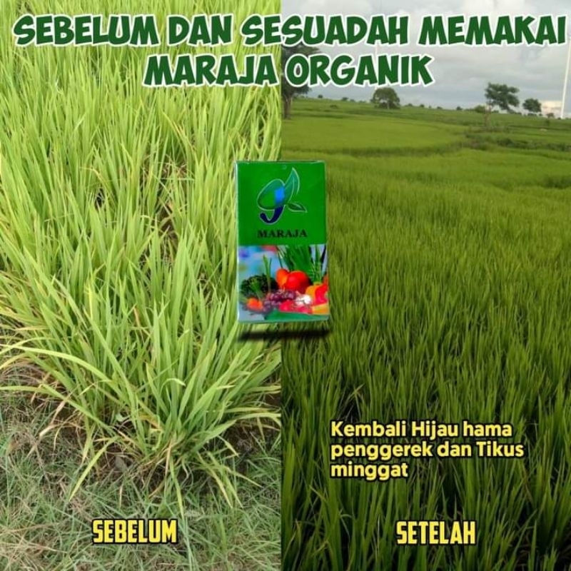 Jual Pupuk Organik Maraja / Pupuk Tanaman | Shopee Indonesia