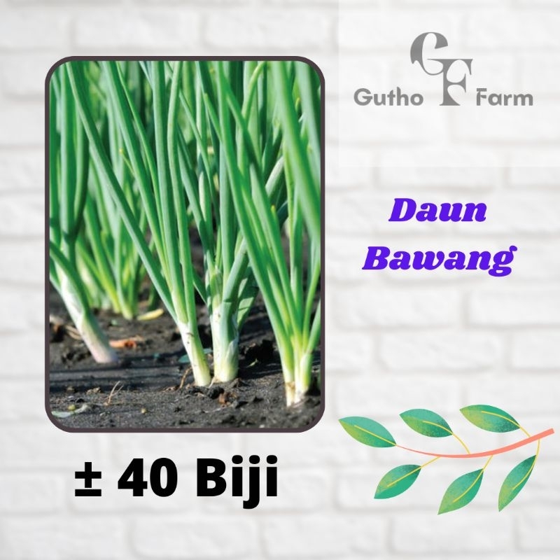 40 Benih Daun Bawang F1 Fragrant Sayuran Loncang Unggul Berkualitas - Gutho Farm