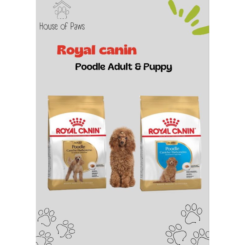 Royal Canin Poodle Adult Nassfutter (2x12x85g) – Für Ausgewachsene Pudel Ab 10 Monaten, Fellpflege