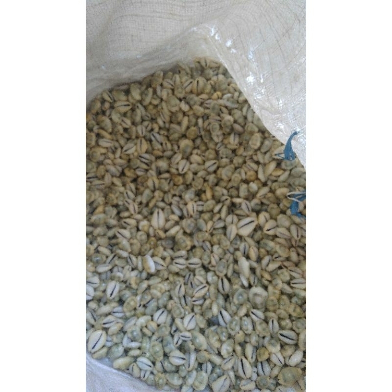 Jual kerang buli kopi kuning | Shopee Indonesia