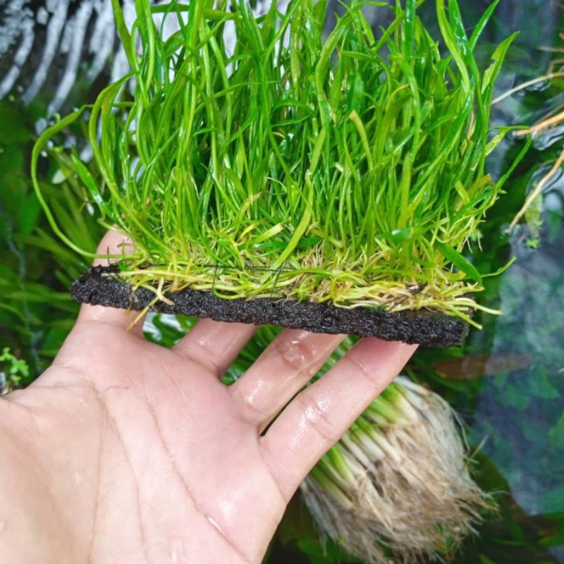 Jual Lilaeopsis Tanaman Karpet Aquascape media Pakis Shopee Indonesia