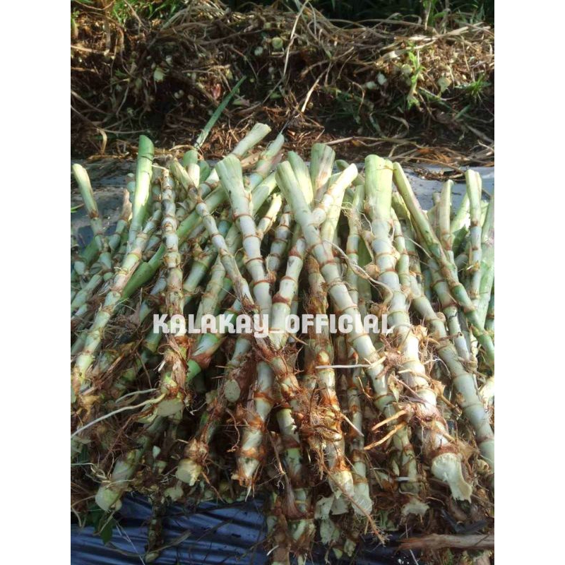 Jual Bibit Rumput Odot 1 Kg Bibit Stek Rumput Odot Pakan Ternak Per 1