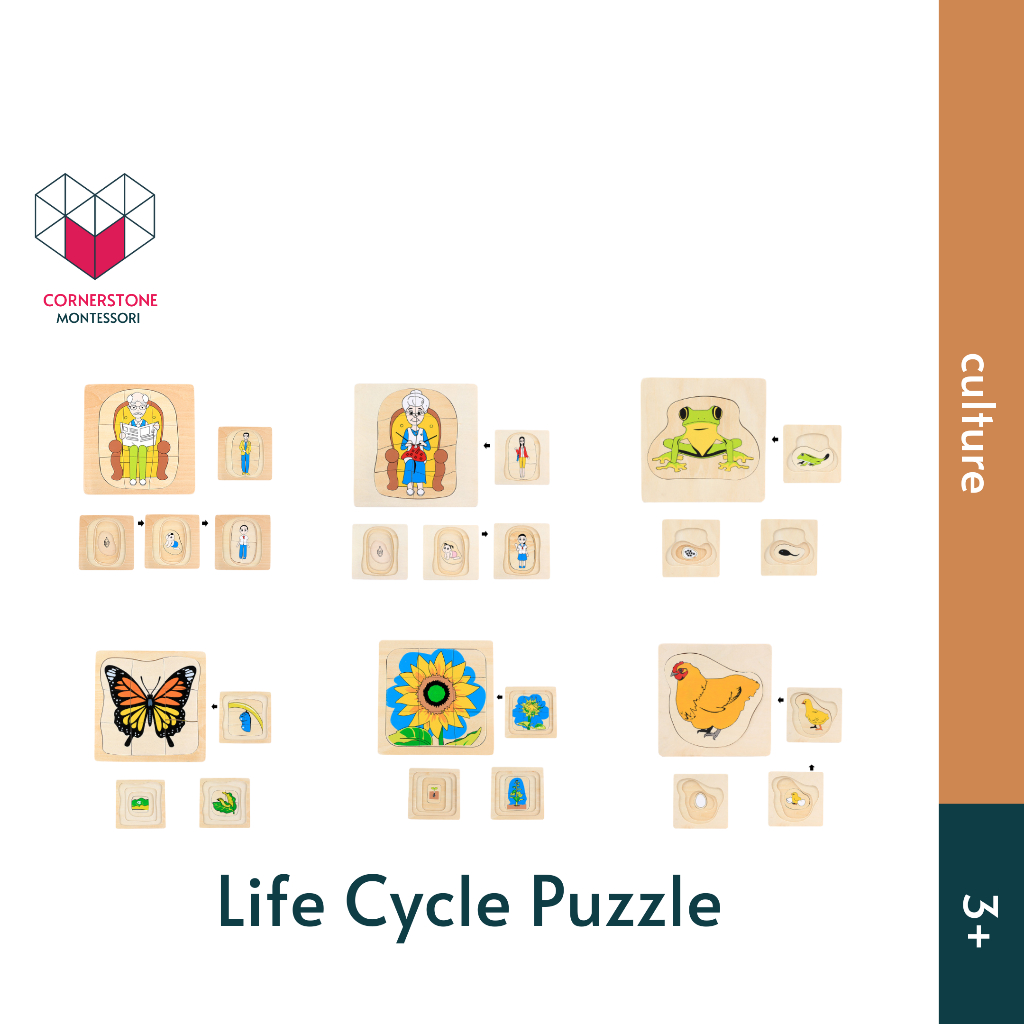 Jual Cornerstone Montessori Life Cycle Puzzles - Montessori Culture ...