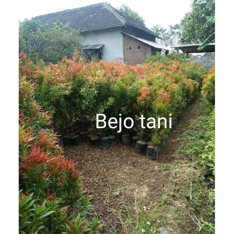 Bibit bunga pucuk merah ukuran 80cm-1 meter