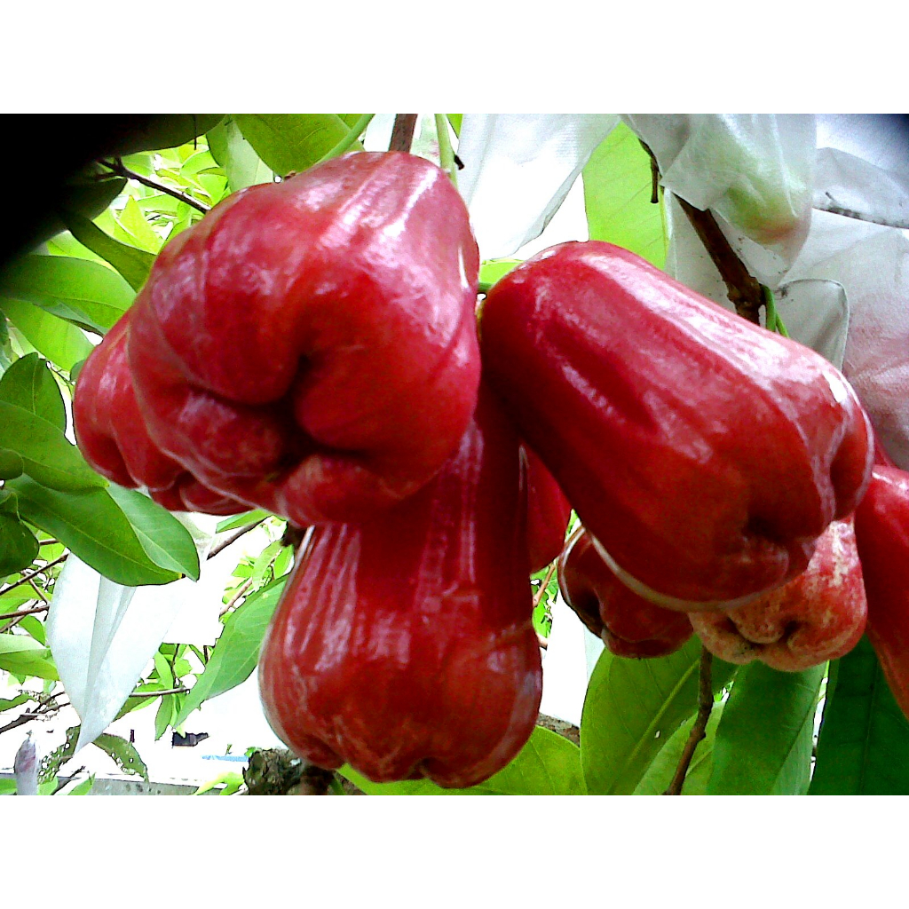 Jual Bibit Tanaman Jambu Air Cangkok Kondisi Batang Besar | Shopee ...